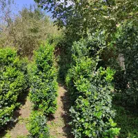 یاس هلندی سطل دوازده ده چهل سه نیم و زمینی|گل و گیاه طبیعی|چابکسر, |دیوار