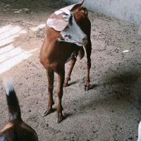 فروش کهره دریایی