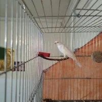 یک عدد قناری نر درشت