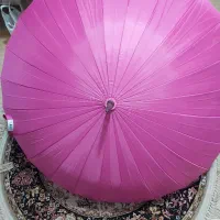 چتر عصایی دخترانه و زنانه صورتی|لباس|رشت, فلسطین|دیوار