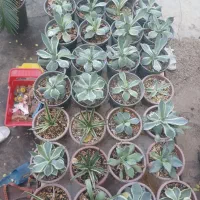 گل وگیاه|گل و گیاه طبیعی|مسجد سلیمان, |دیوار