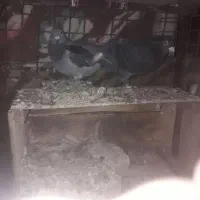 پلاکی برتر|پرنده|اصفهان, بوستان زاینده رود|دیوار