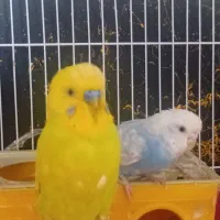 مرغ عشق و جوجه