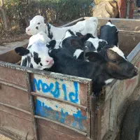 گوساله نرشیرخواره ۲۰۰راس فروشی|حیوانات مزرعه|آبیک, |دیوار