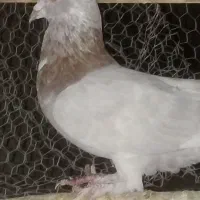 کبوتر  نر بلارو|پرنده|سراوان, |دیوار