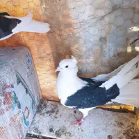 کفتر|پرنده|نجفآباد, حومه نجف آباد|دیوار