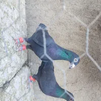 سبز خطی پلاکی جنگنده