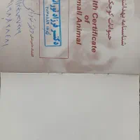 فروش سگ خانگی|سگ|شاهرود, |دیوار