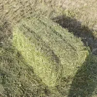 یونجه پرس