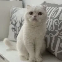 واگذاری گربه ناز