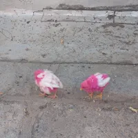 جوجه سرحال