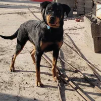 سگ. روتوایلر ماده