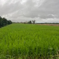 فروش زمین کشاورزی ۲۰۰۰ متری کیاکلا جاده بهنمیر