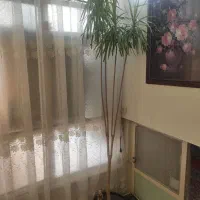 درختچه طبیعی