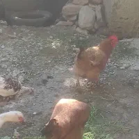 مرغ محلی
