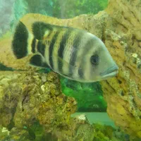 ماهی زندانی انداره کف