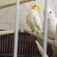 یک جفت عروس هلندی