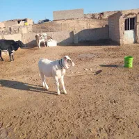 فروش گوسال|حیوانات مزرعه|ملکشاهی, |دیوار