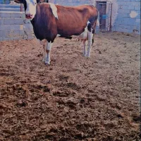 گاو سیمیتال