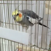 عروس هلندی