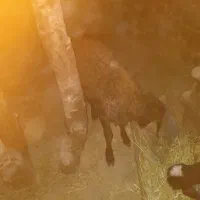گوسفند بره نر
