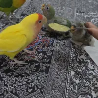 جوجه برزیلی|پرنده|اهواز, زیتون کارمندی|دیوار