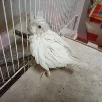 جوجه عروس هلندی