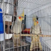 یک جفت عروس هلندی تخم گذار