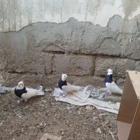 طوقی و کله ای|پرنده|فیروزآباد (آذربایجان), |دیوار