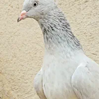 کبوتر کبود دمسفید ماده