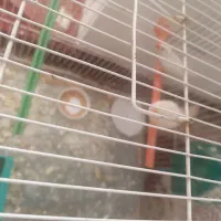 یک جفت فنچ با جوجه|پرنده|مشهد, شترک|دیوار