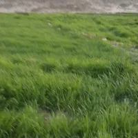 برزچلتوک