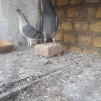 سفیدنوک ریزکشیده دمگیرذات بته دار|پرنده|اصفهان, کشاورزی|دیوار