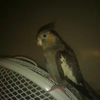 عروس هلندی  طوطی ماده