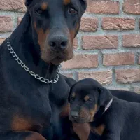 واگذاری سگ دوبرمن