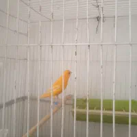 قناری|پرنده|سنندج, |دیوار