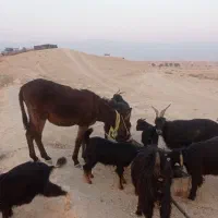 خرگله ای|حیوانات مزرعه|برازجان, |دیوار