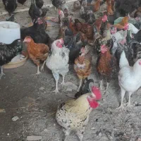 خروس ومرغ محلی