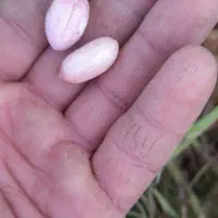 بادام زمینی متوسط|خوردنی و آشامیدنی|بران, |دیوار