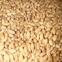 گندم بوجاری شده همه رقم موجود