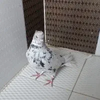 کفتر سرور دم سفید