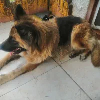 ژرمن