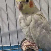 عروس هلندی ماده