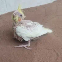 جوجه عروس هلندی،جوجه قناری سرخ