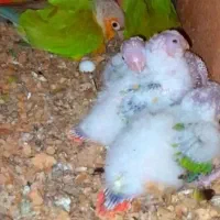 دنیای گیرینچیک.عروسهلندی.شاه طوطی|پرنده|اندیشه, شهرک مریم|دیوار