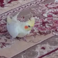 عروس هلندی