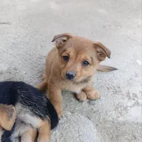 سگ پامر روباهی فروشی هر کدوم یک تومان