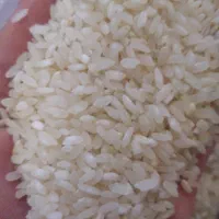 فروش برنج کامفیروزی