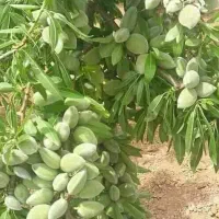 عرضه ویژه نهال بادام با ضمانت جهاد کشاورزی