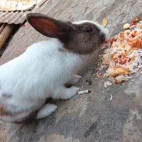 خرگوش لوپ ومعمولی|موش و خرگوش|ماهدشت, |دیوار